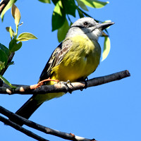 Kingbird