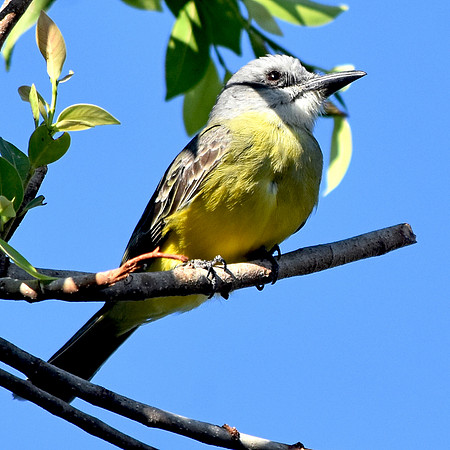 Kingbird