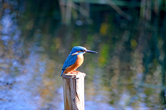 Common kingfisher