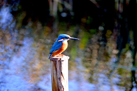 Common kingfisher