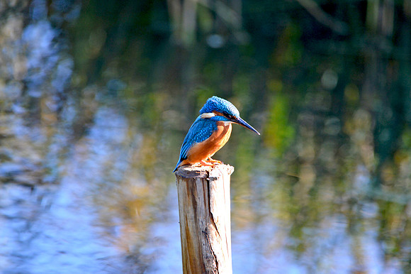 Common kingfisher