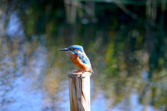 Common kingfisher