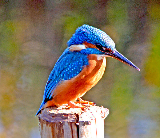 Common kingfisher