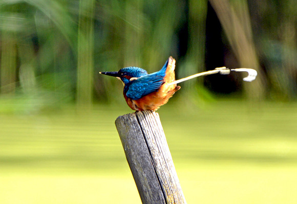 Common kingfisher