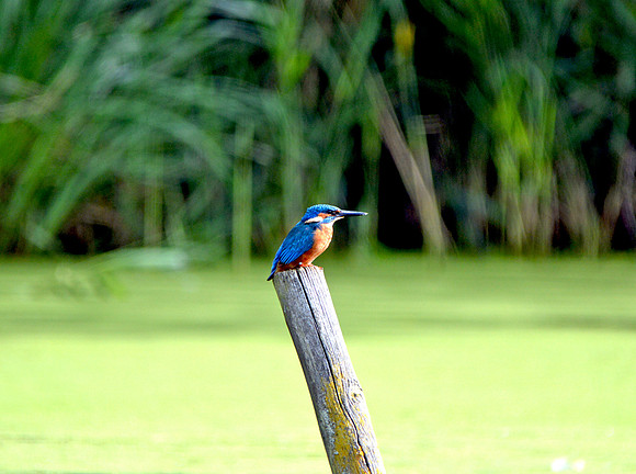 Common kingfisher