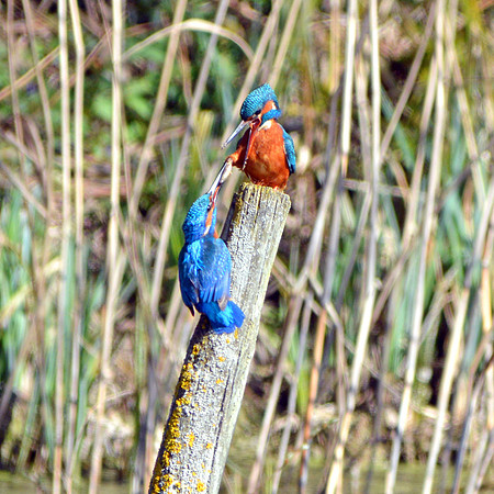 Common kingfisher