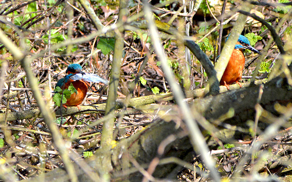 Common kingfisher