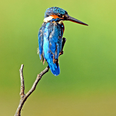 Common kingfisher