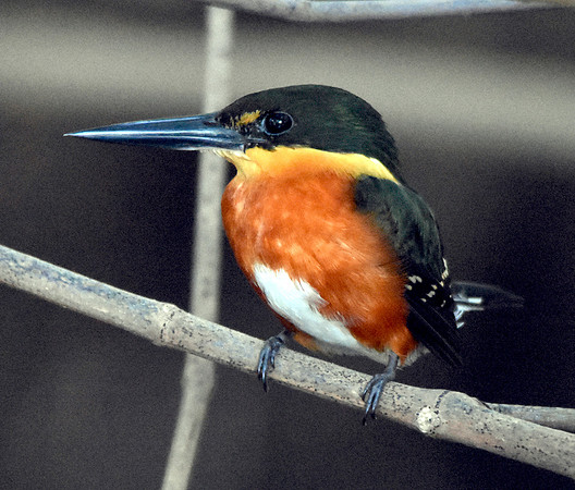 American pygmy kingfisher