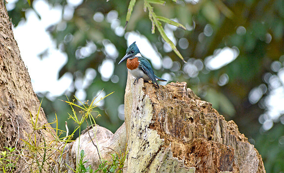 Amazon kingfisher