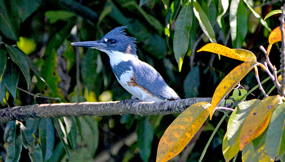 Belted kingfisher