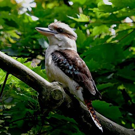 Laughing kookaburra
