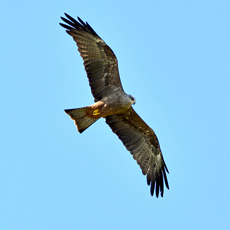 Black kite
