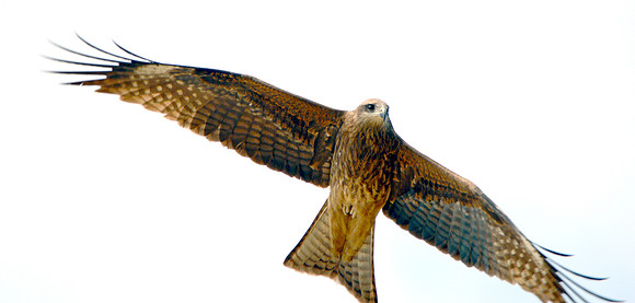 Black kite