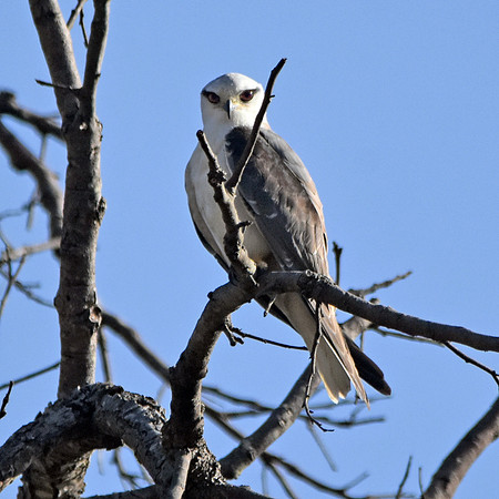 Black winged kite