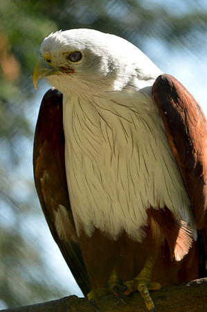 Brahminy kite