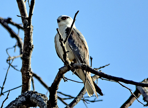 Black winged kite