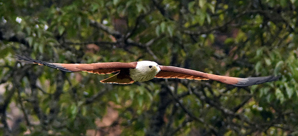 Brahminy kite