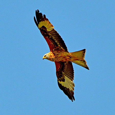 Red kite