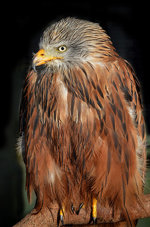 Red kite