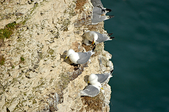 Kittiwake