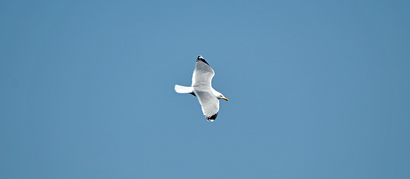 Kittiwake