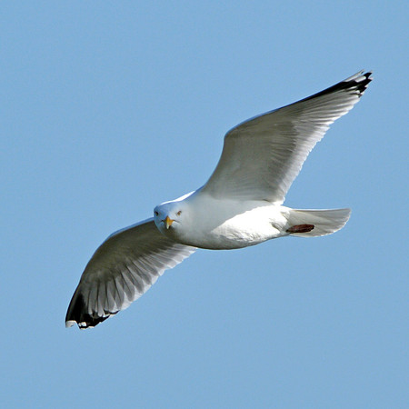 Kittiwake