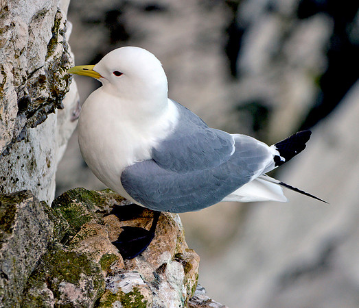 Kittiwake