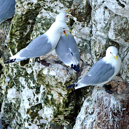 Kittiwake