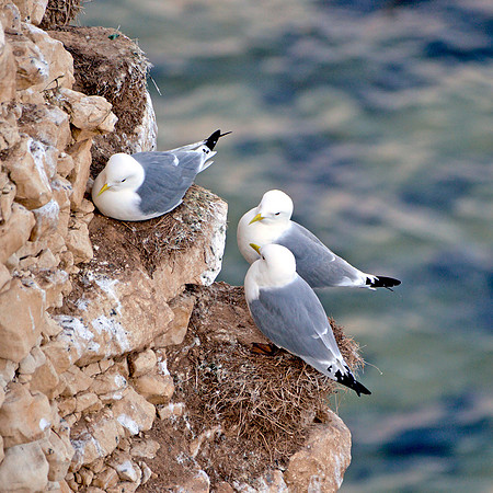 Kittiwake