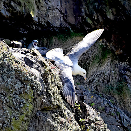 Kittiwake