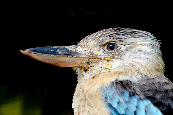 Blue winged kookaburra
