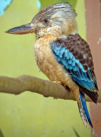 Blue winged kookaburra
