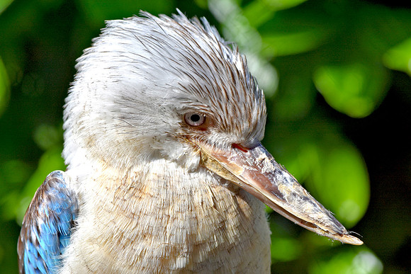 Blue winged kookaburra