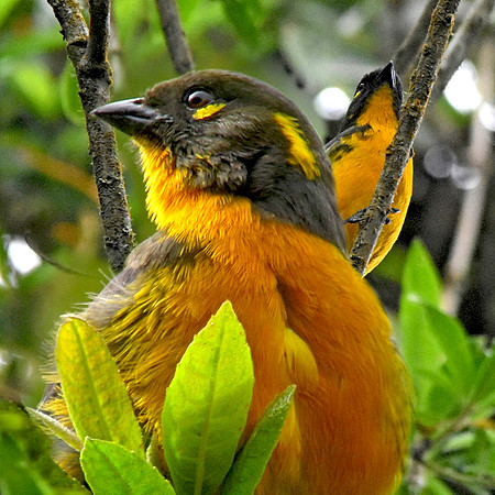 Lachrymose Mountain tanager