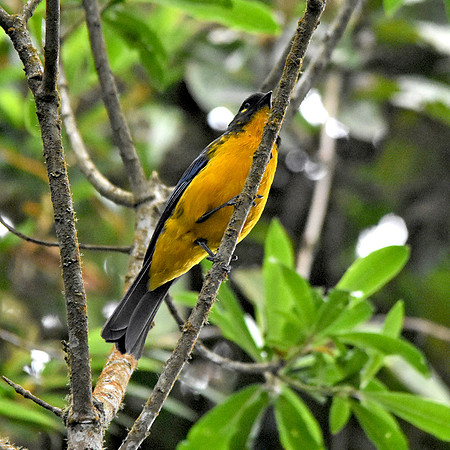 Lachrymose Mountain tanager