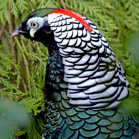 Lady Amherst pheasant