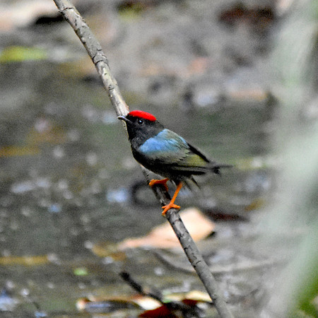 Lance tailed manakin