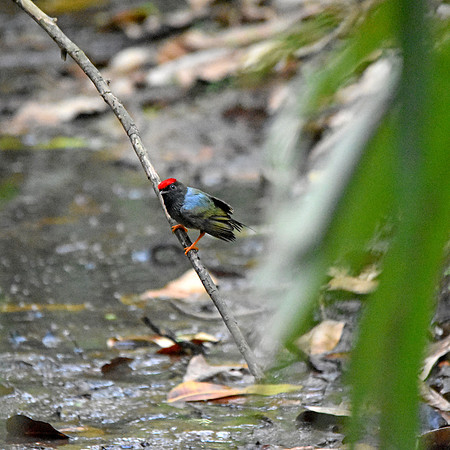 Lance tailed manakin