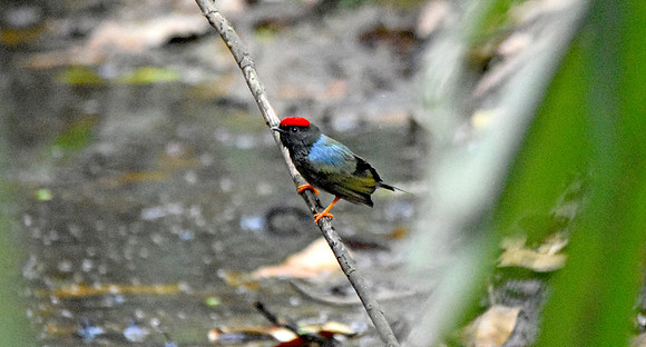 Lance tailed manakin