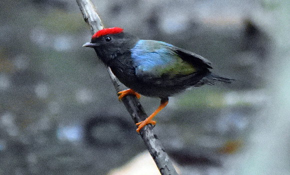 Lance tailed manakin