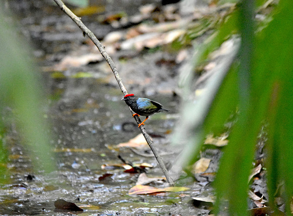 Lance tailed manakin