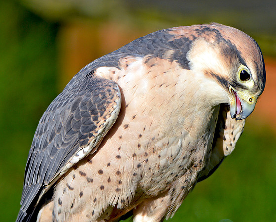 Lanner falcon