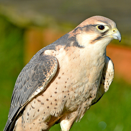 Lanner falcon