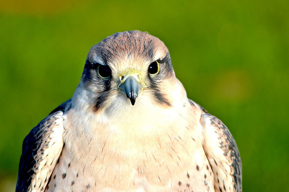 Lanner falcon