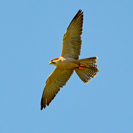 Lanner falcon