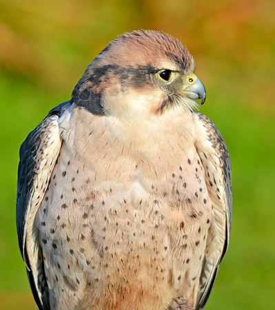Lanner falcon