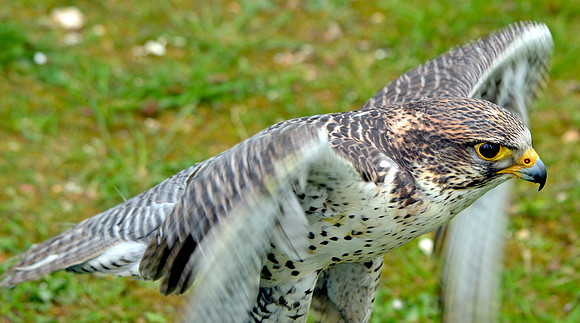 Lanner falcon