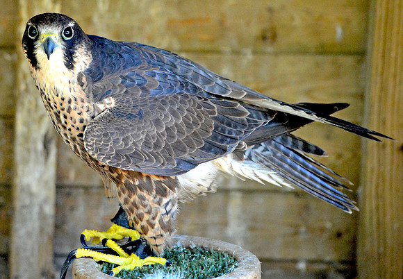 Lanner falcon