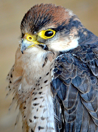 Lanner falcon